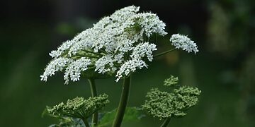 Jau galima teikti paraiškas paramai invazinių rūšių naikinimui