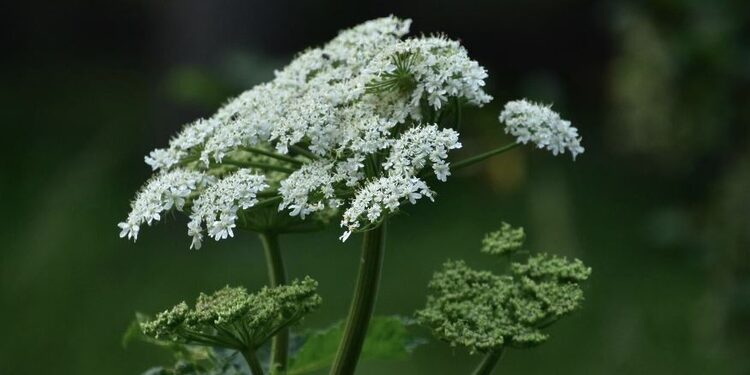 Sosnovskio barštis/Freepik