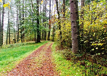 Nacionalinė mokėjimo agentūra kviečia kreiptis paramos miško veisimui ir atkūrimui