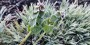 Apšalę augalai/Asociatyvi nuotr./Freepik