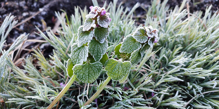 Apšalę augalai/Asociatyvi nuotr./Freepik
