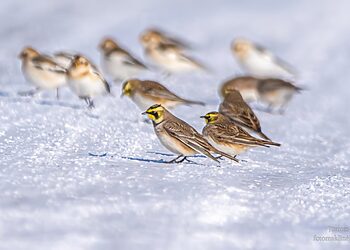 Netoli Tiskūnų, Kėdainių rajone, esančių grūdų sandėlių pastebėti raguotieji vieversiai