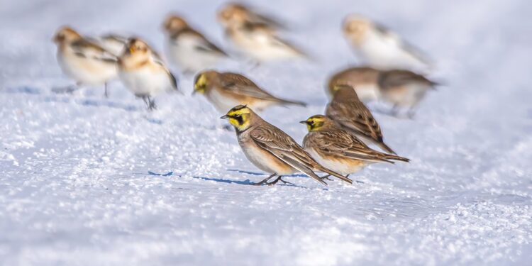 Raguotieji vieversiai/Kėdainių raj.sav.nuotr.