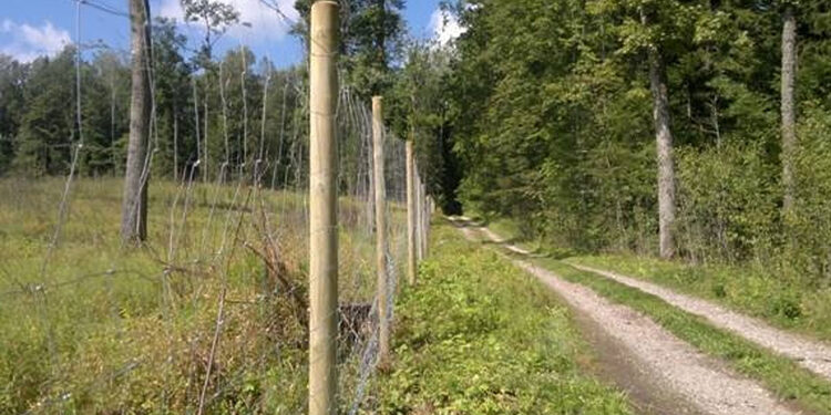 Tvora aptvertas miškas/Molėtų raj.sav.nuotr.