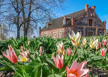 Burbiškio dvare pražydo pirmosios tulpės – artėja žydėjimo šventė