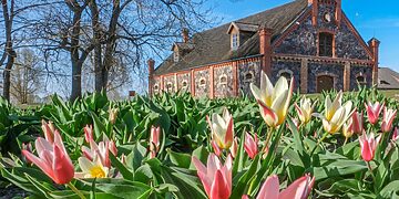 Burbiškio dvare pražydo pirmosios tulpės – artėja žydėjimo šventė