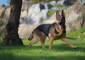 Kiekvienas šuns savininkas privalo užtikrinti, kad jo augintinis nekeltų grėsmės aplinkiniams