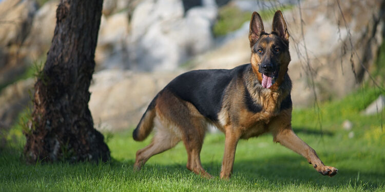 Pavojingas šuo/ Asociatyvi nuotr./Freepik