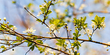 Žydintys medžiai/Asociatyvi nuotr./Freepik