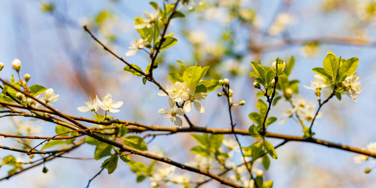 Žydintys medžiai/Asociatyvi nuotr./Freepik