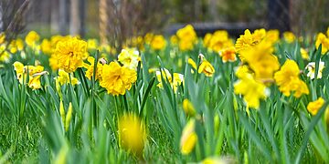 Narcizai/Panevėžio m.sav.nuotr.