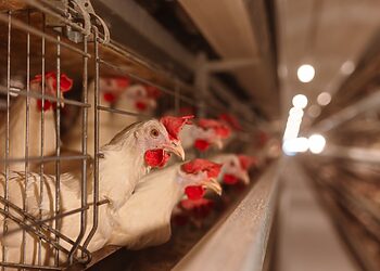 „Vilniaus paukštynas“ plečiasi į Kaišiadoris: iškils moderni perdirbimo gamykla už 35 mln. eurų