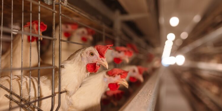 Vištienos pramonė / Freepik nuotr.