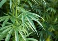 Panevėžio pareigūnai surado Kupiškio rajono sodyboje kanapių plantaciją