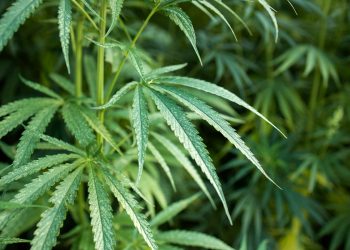 Panevėžio pareigūnai surado Kupiškio rajono sodyboje kanapių plantaciją