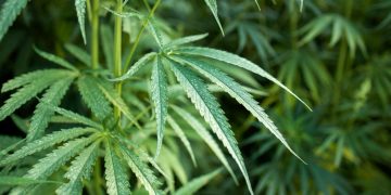 Panevėžio pareigūnai surado Kupiškio rajono sodyboje kanapių plantaciją