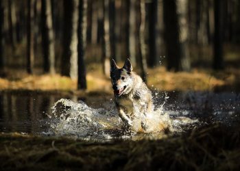 Ne kiekvienas šuo gimsta plaukiku: veterinaras įspėja apie dažniausias klaidas