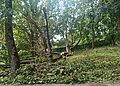 Apie elektros tiekimo sutrikimus Kėdainių rajone