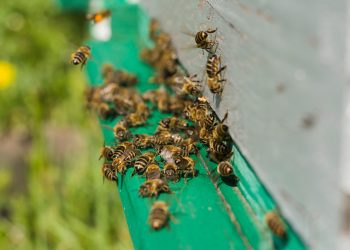 Bitininkystės muziejus Stripeikiuose kviečia į medkopio pabaigos festivalį „Pagauk spiečių!“
