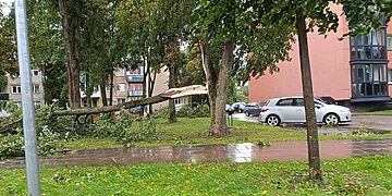 Nulūžęs medis/Kėdainių raj.sav.nuotr.