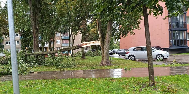 Nulūžęs medis/Kėdainių raj.sav.nuotr.